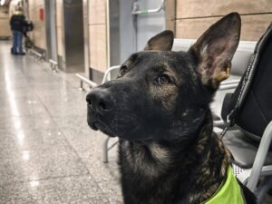 Как попасть на работу в аэропорт, если ты пёс