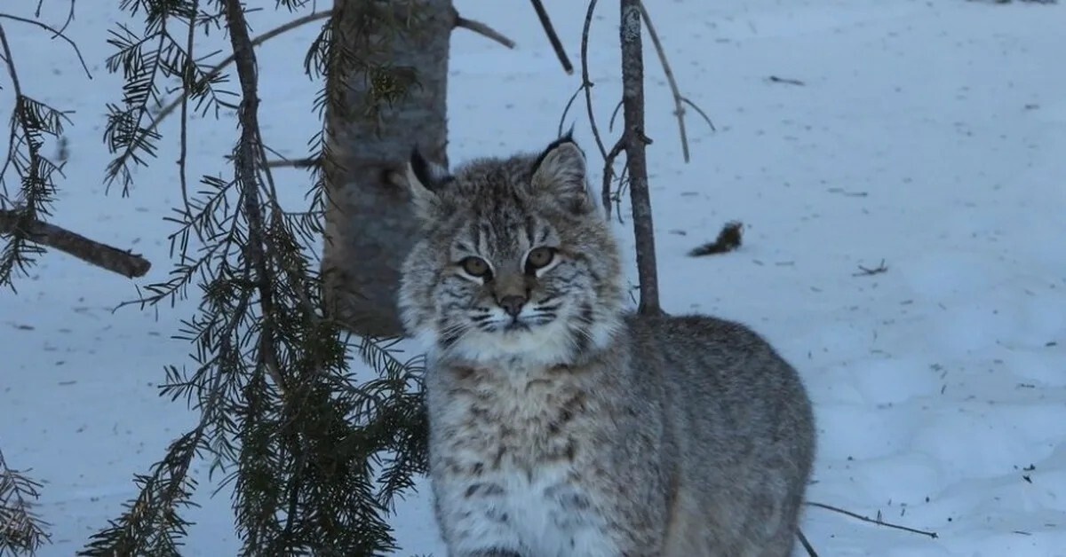 Фото из Яндекса