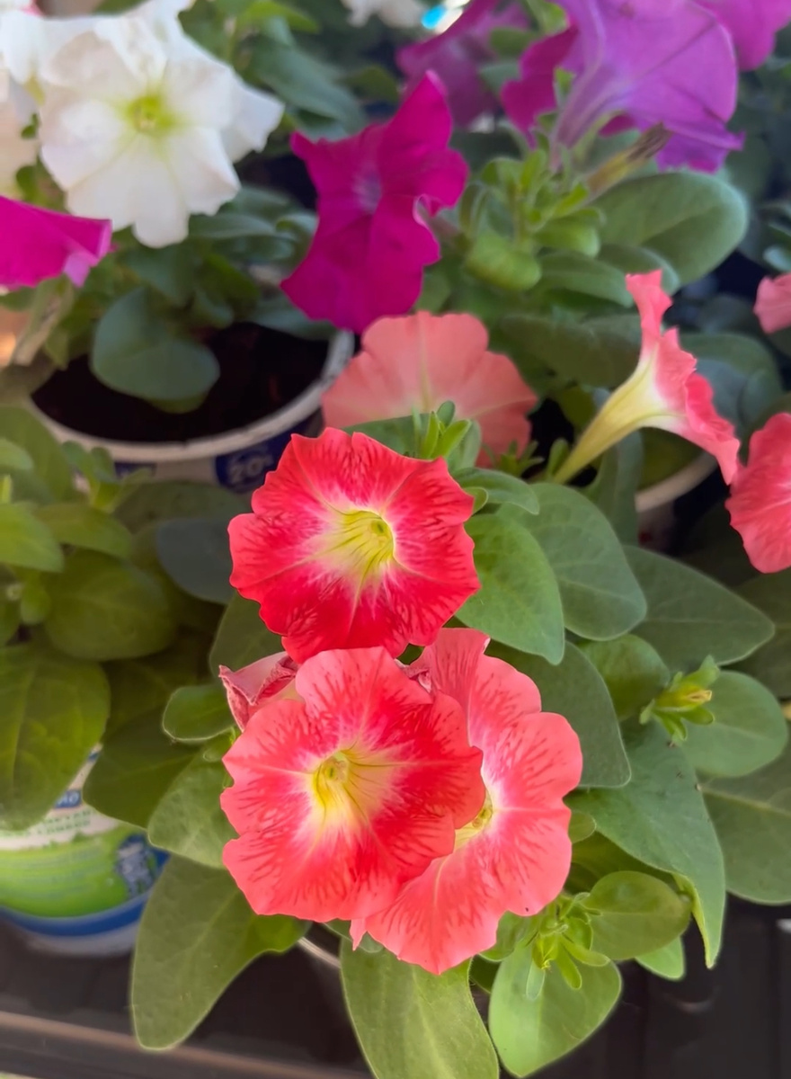 В прошлом году рассада петуньи зацвела рано