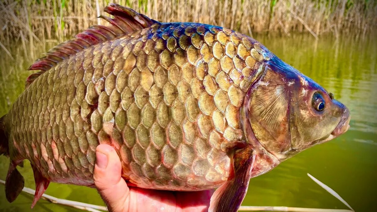 Фото из открытых источников.