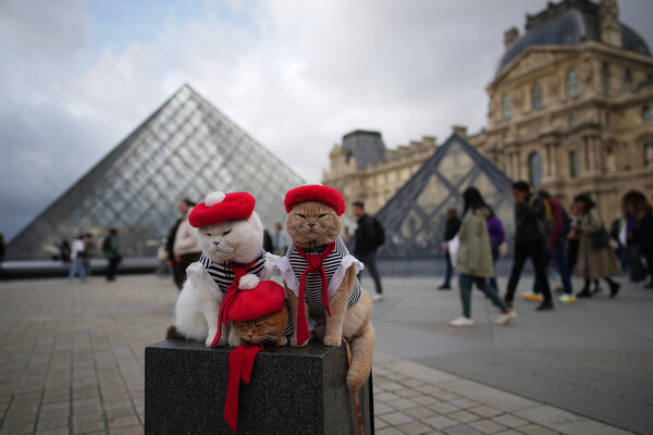 Кошки, одетые в типичные французские наряды, во внутреннем дворе Лувра, Париж, 27 октября 2025 года / Christophe Ena/AP  