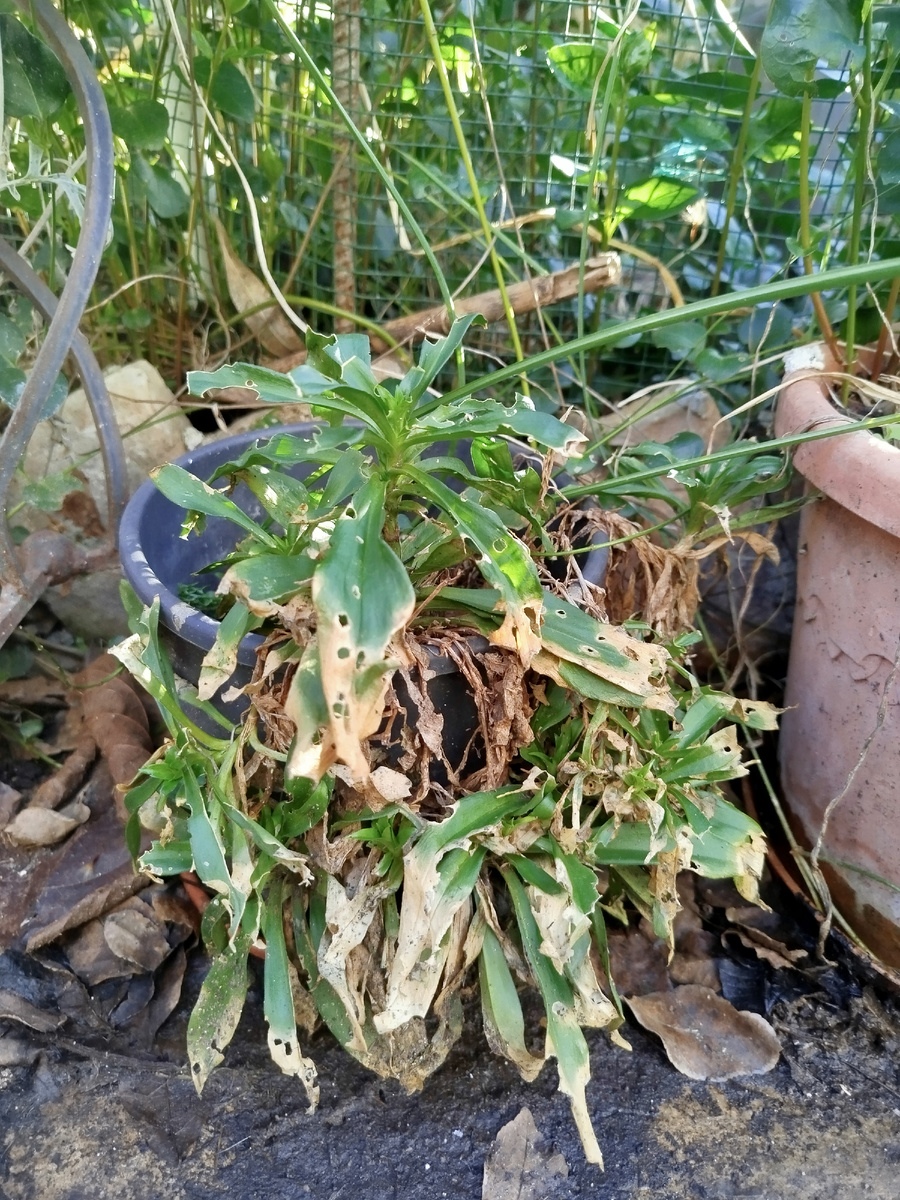 Фото автора. Эти растениям уже 3й год. Не цветут, и, похоже, не собираются.