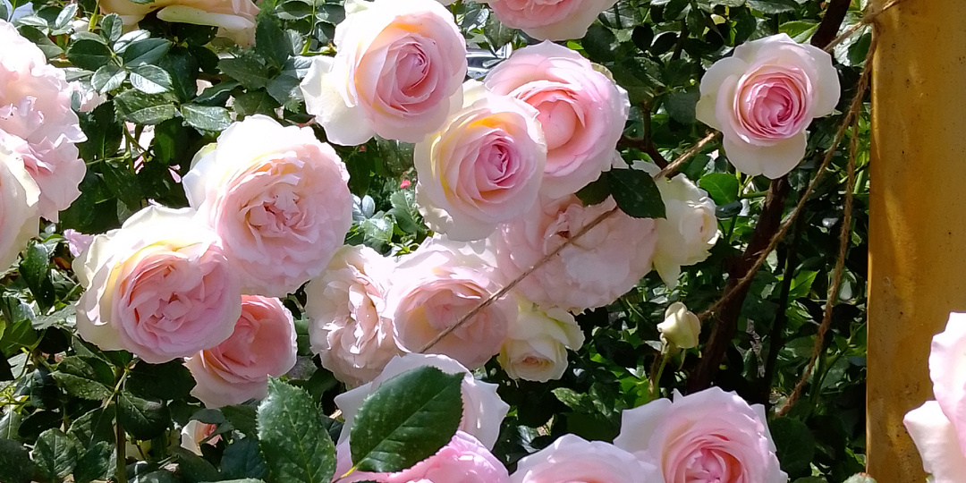 Четыре розы для райского сада. Эдем Роуз.