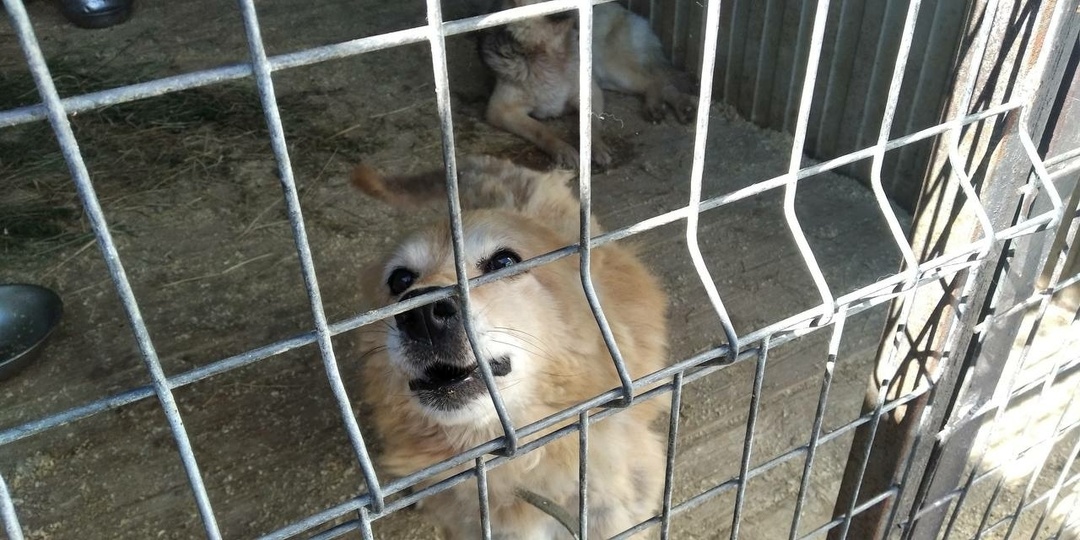 В приюте в Ленобласти после обнаружения 24 мертвых животных сменился директор