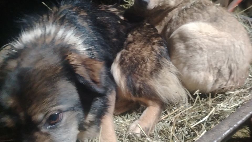 Крик души..🙏