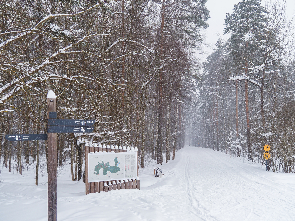 Лыжня в Мещерском парке. Фото Павел Каманин