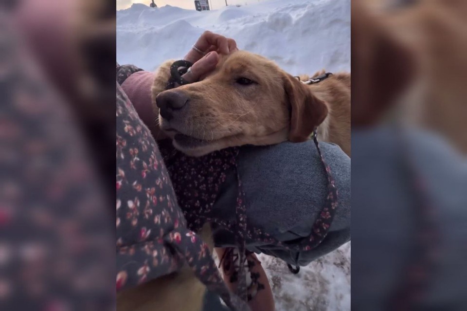    Волонтеры спасли собаку в Абхазии и привезли ее в Нижний Новгород. Фото: Ксения Антонова