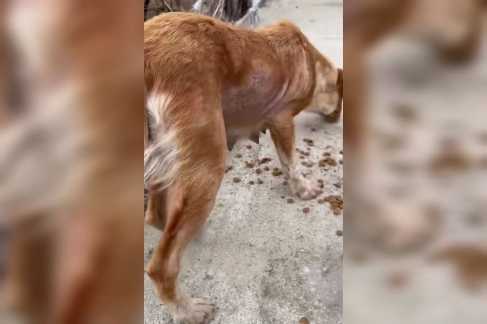    Собака была истощена и с дробью в теле. Фото: Ксения Антонова