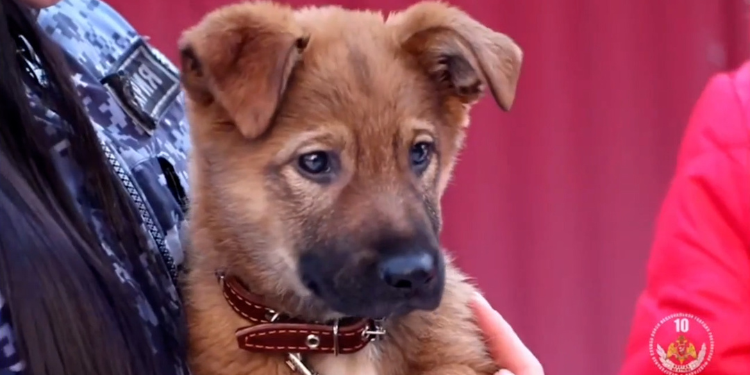 Спасти Булку: в Самаре сотрудница Росгвардии помогла вернуть домой сбежавшего щенка