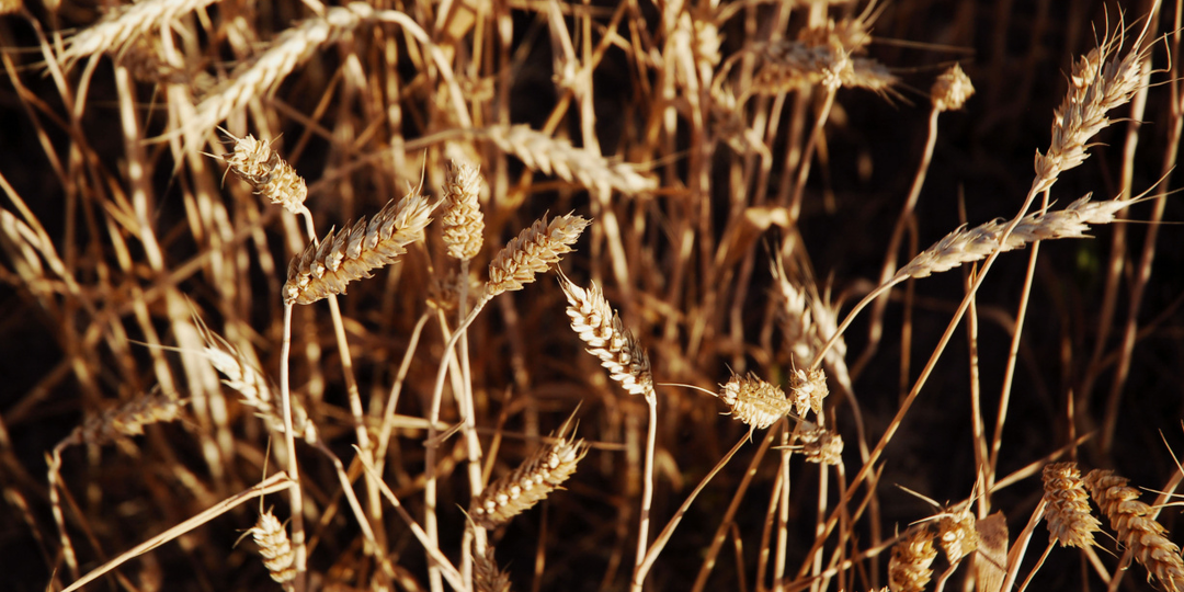 Почему посевы пшеницы в России сократились более чем на 11%