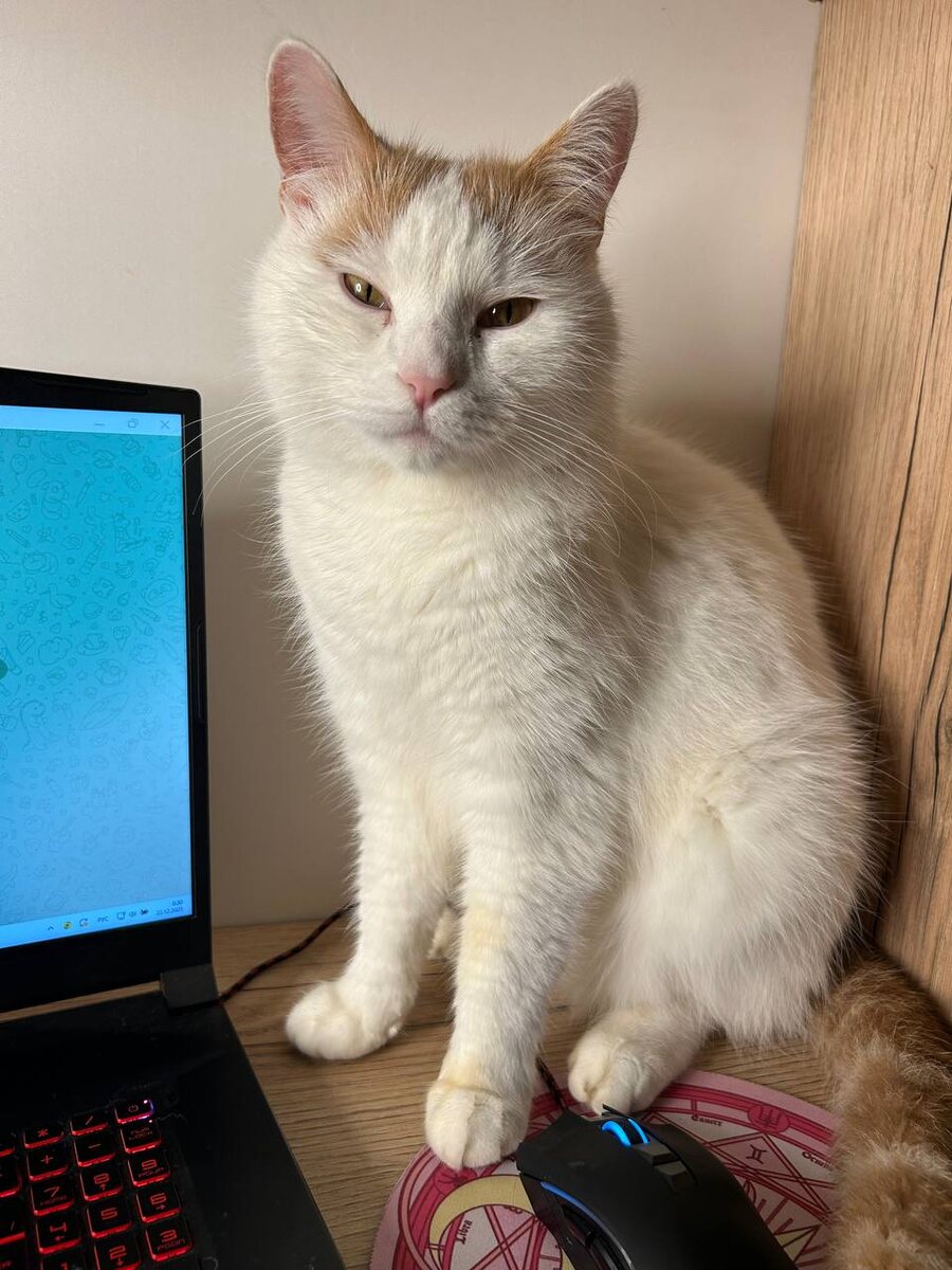 Где моя посылка, мяу!