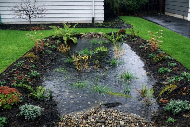 Дождевой сад — это эстетичный способ управления ливневыми стоками. Специально подобранные влаголюбивые растения и дренажные слои помогают эффективно удерживать воду на участке, превращая пользу в стильный элемент дизайна. © plu  📷
