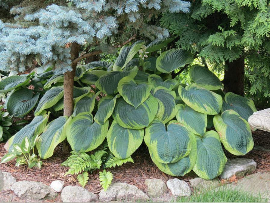 Хоста 'Frances Williams'