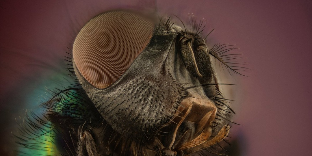 Муха вдохновила ученых на создание бионического глаза для роботов