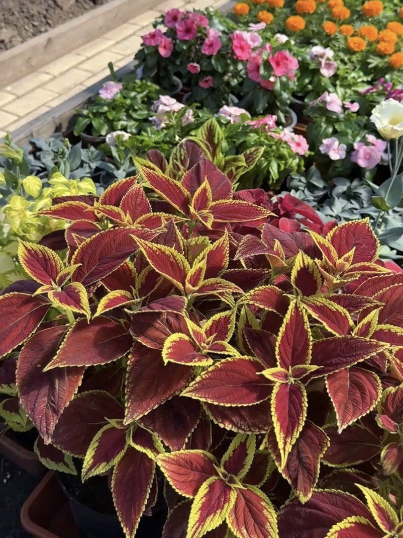 Как вырастить колеусы из семян