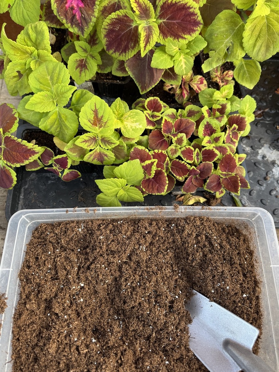 Рассада колеуса в домашних условиях