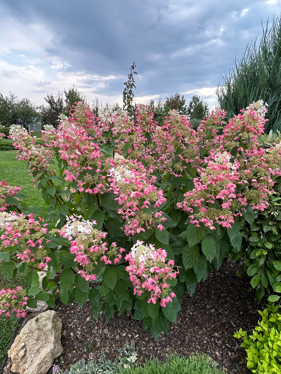 Гортензия Ангел Блаш в цветении. Фото Мой второй сад. 