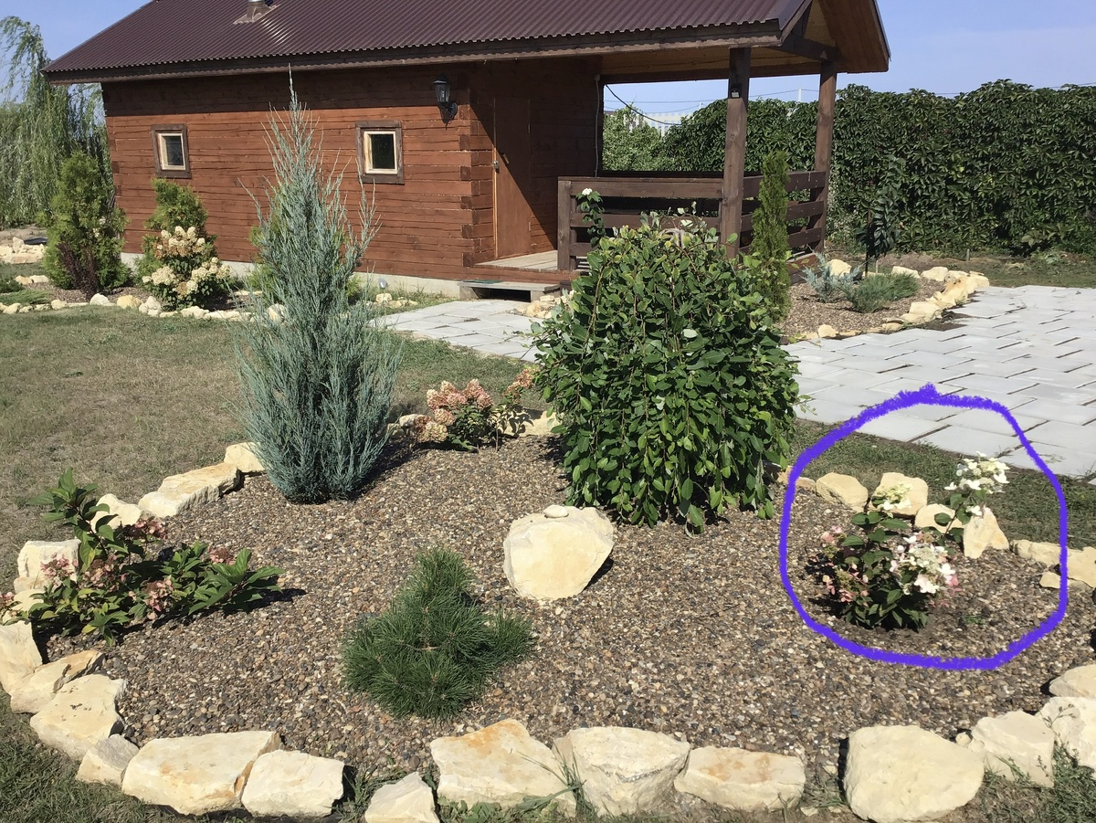 Ангел Блаш (отмечена кружком) зацвела уже в год посадки. Фото Мой второй сад