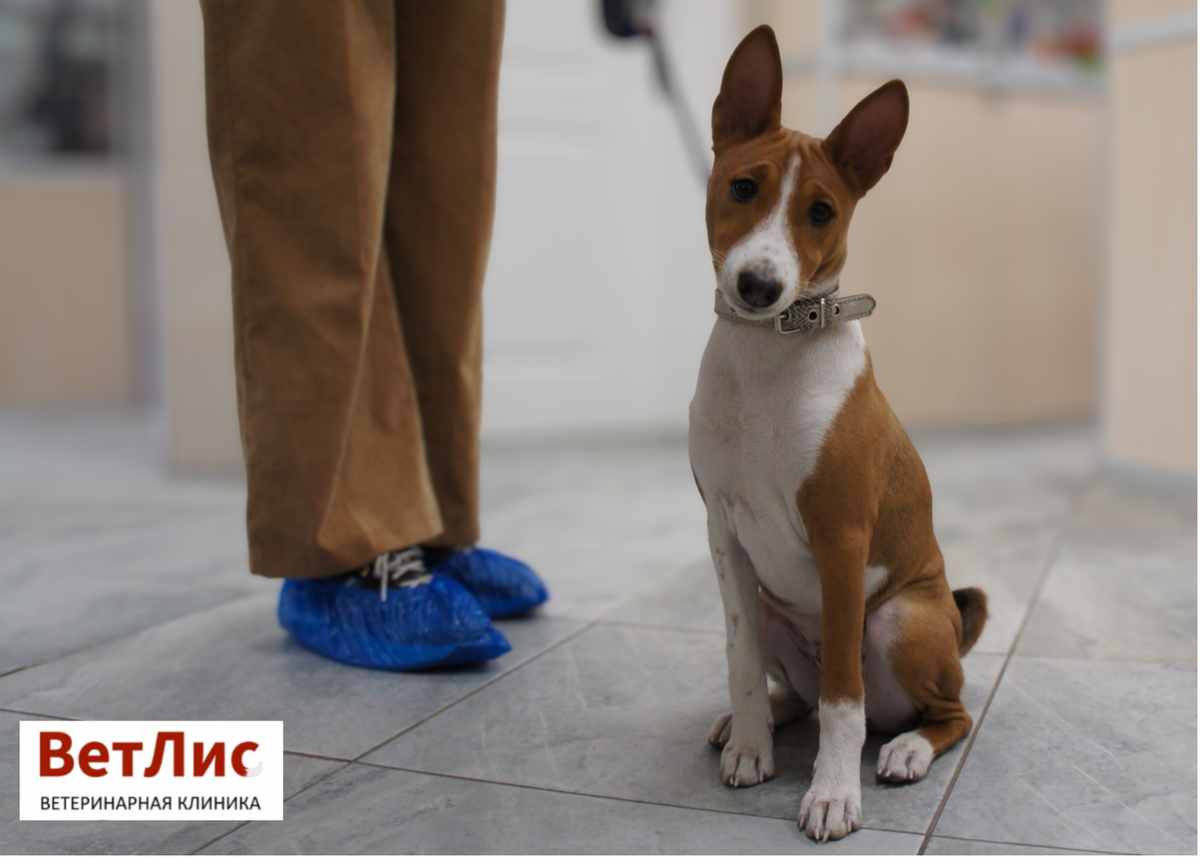 Маленький пациент ветеринарной клиники «ВетЛис».