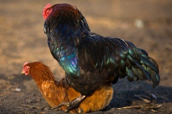 Петух и крица in flagrante delicto