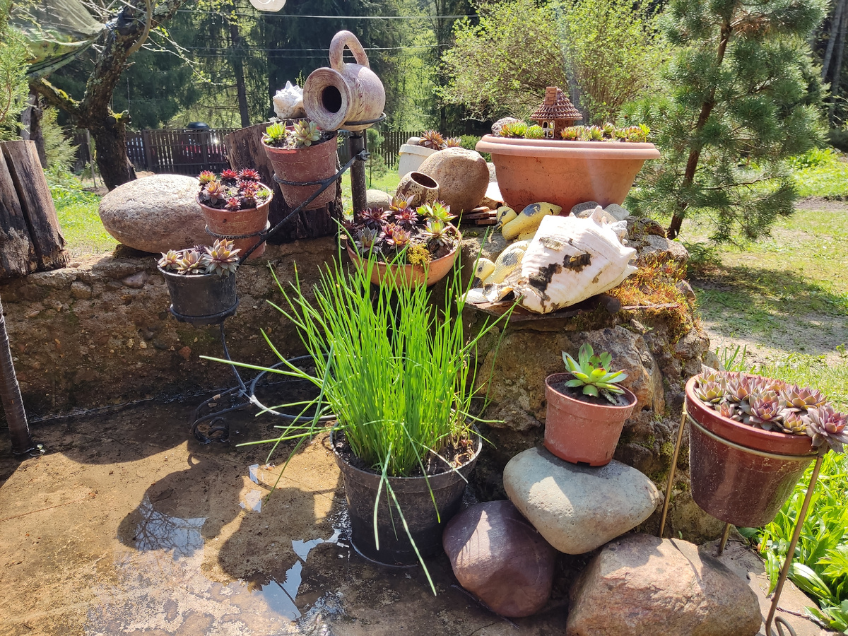 Мой сад. Композиции из сукулентов