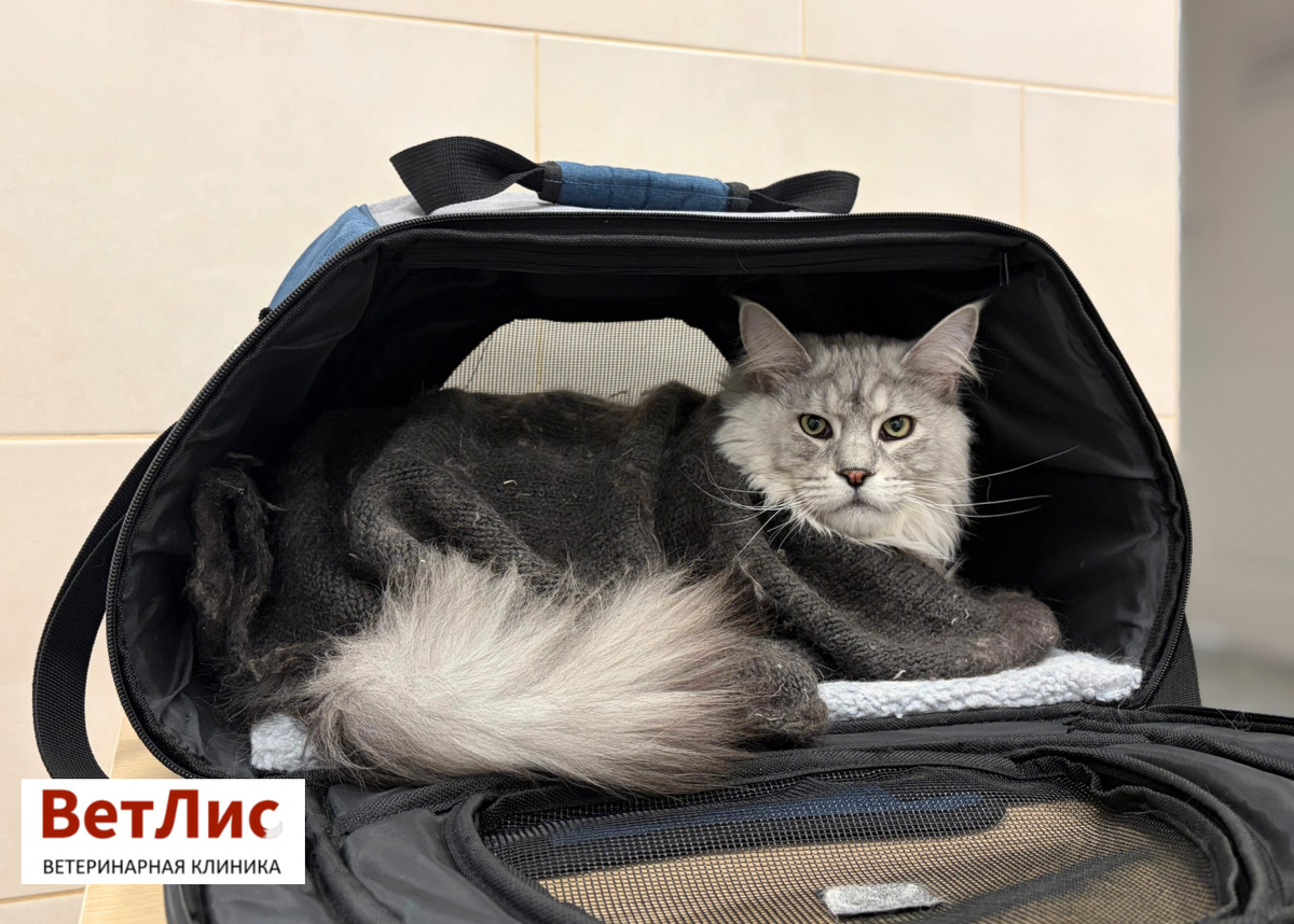 В ожидании приёма в «ВетЛис».