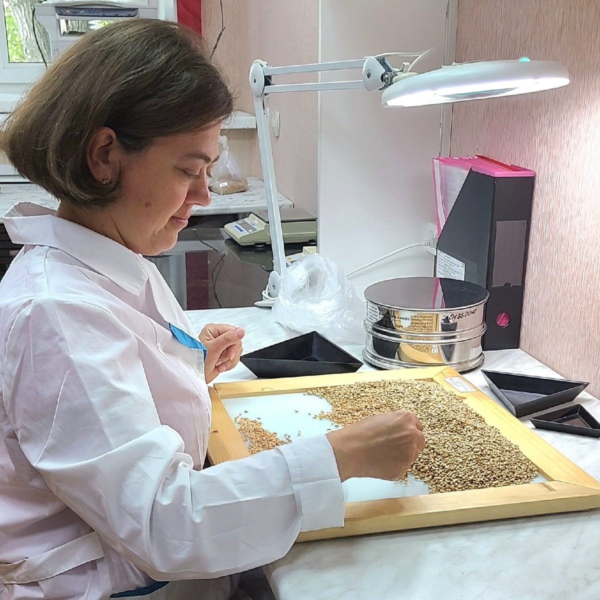 Отбор проб семян с 1 января 2026 года осуществляют аккредитованные специалисты. Фото: «Россельхозцентр Вологодский»
