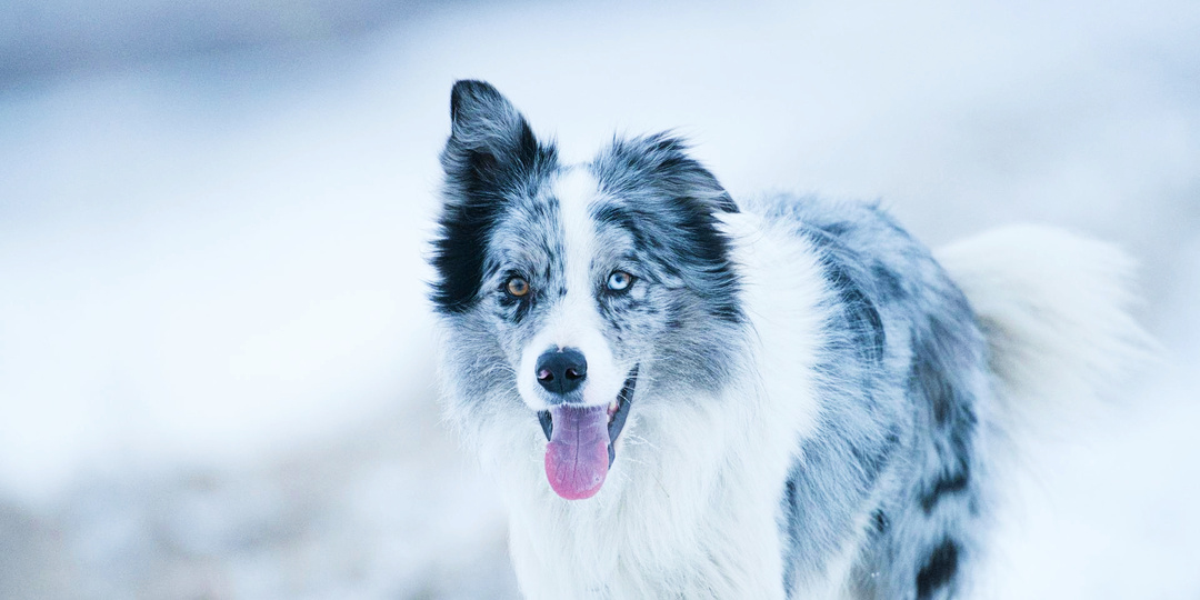 Не остался в долгу