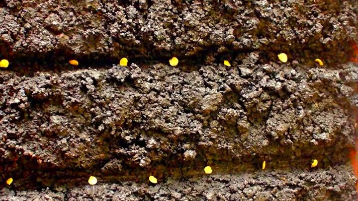 Глубина посева семян перца