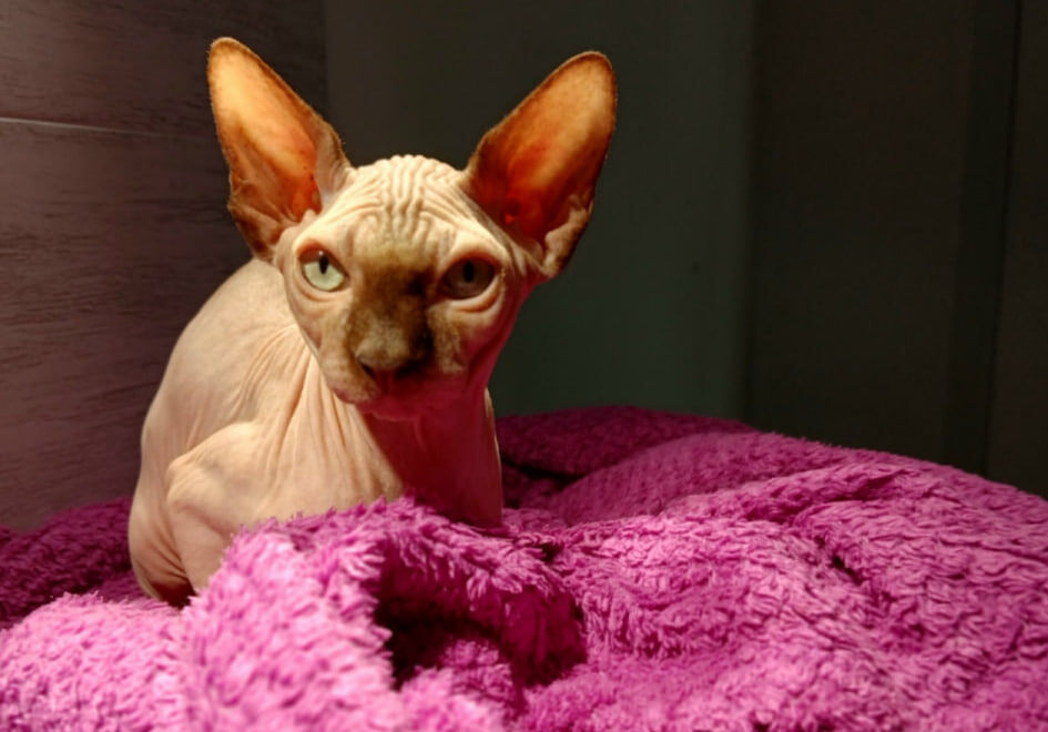 Как их можно не любить?