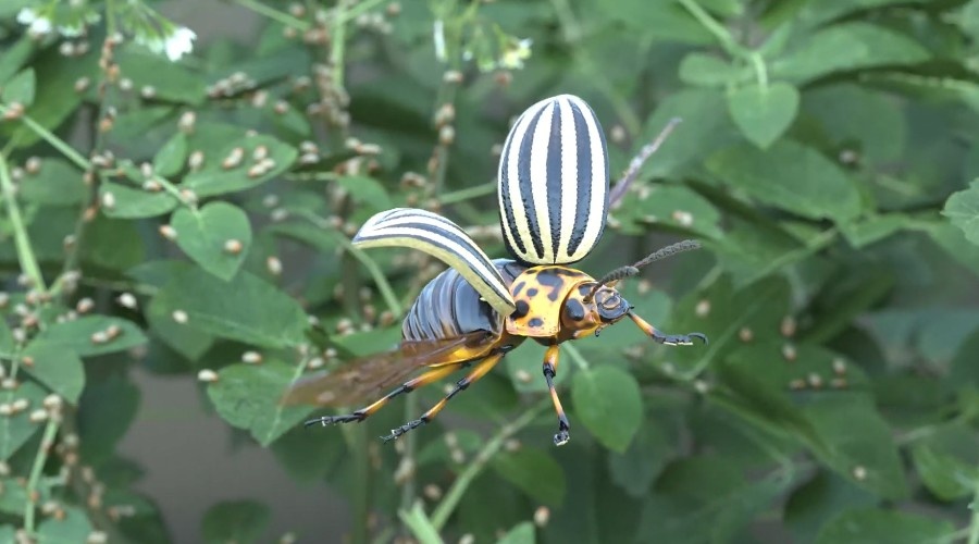 Колорадский жук. Leptinotarsa decemlineata