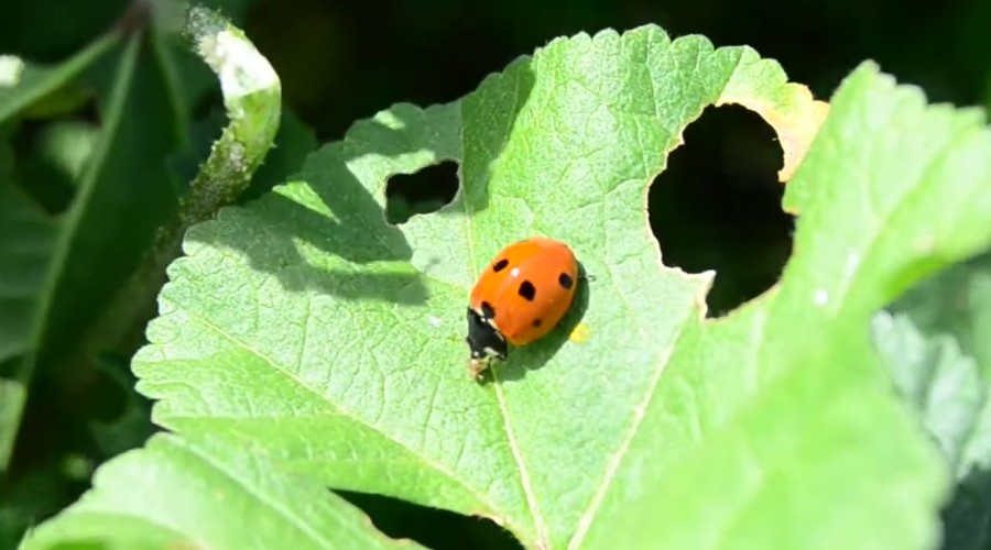 Семиточечная коровка. Coccinella septempunctata.