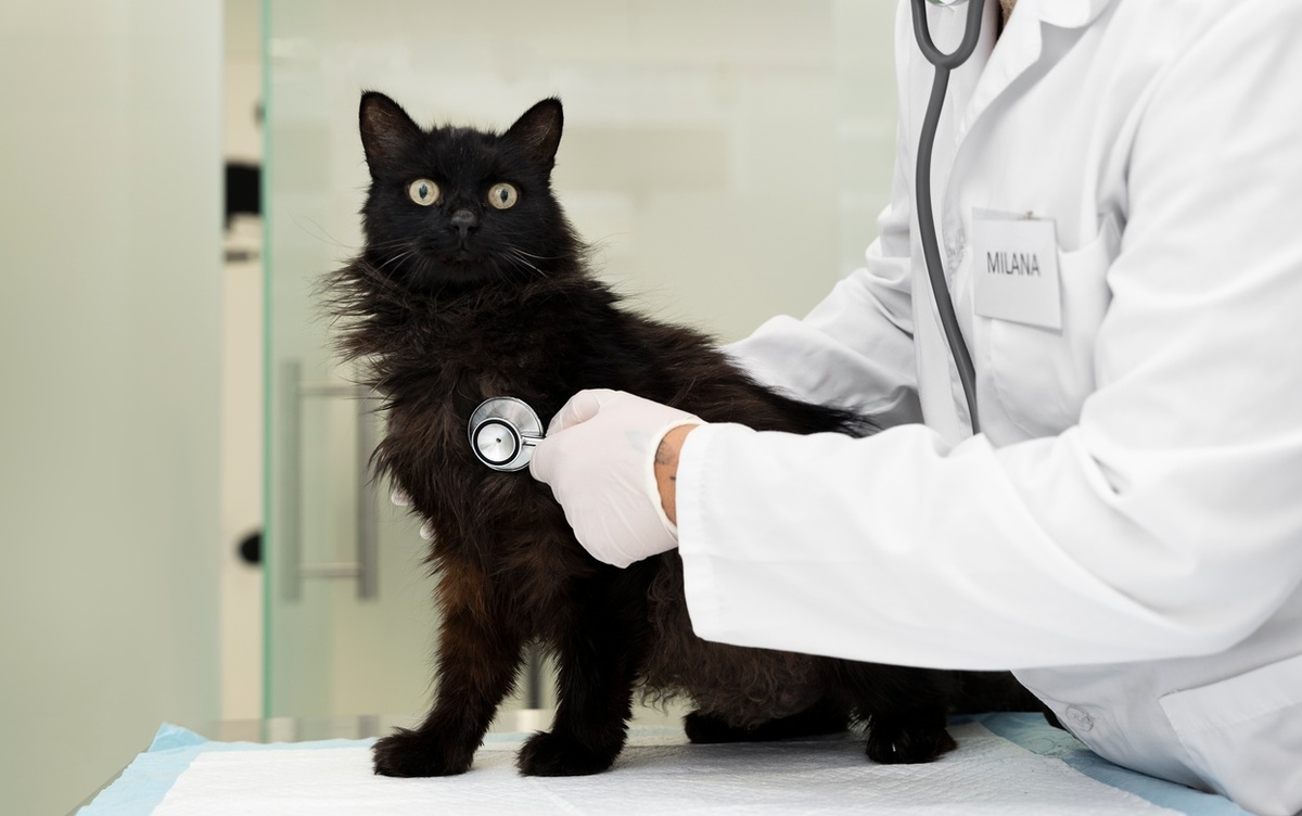    Кошка выглядит здоровой? Эти 6 анализов могут показать скрытые, но опасные болезни