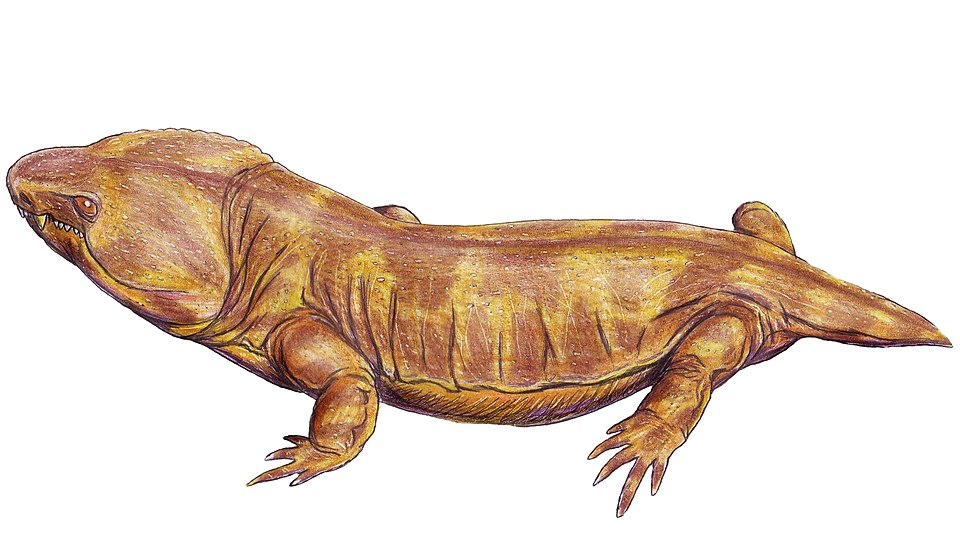 Пантил, один из родственников тиранноротера