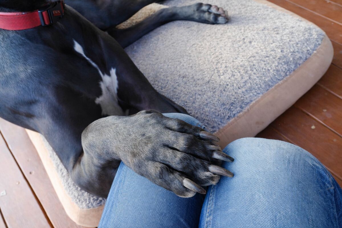 Почему собака постоянно кладёт лапу на хозяина
