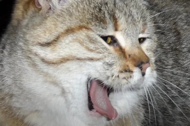    Почему при карантине по бешенству закрывают половину села?