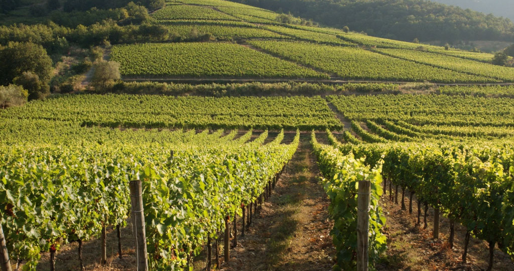 Как правильно устанавливать шпалеры и подвязывать лозы винограда