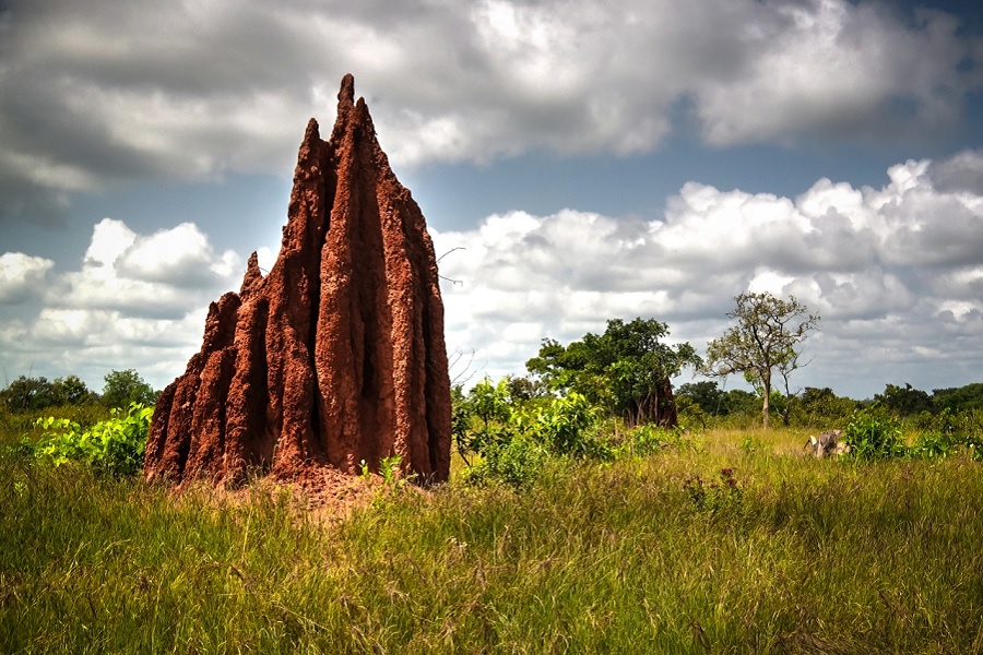 Термитник в Африке. Фотография из интернета