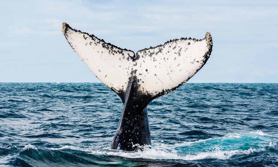 Бионика – что человек уже позаимствовал у природы?