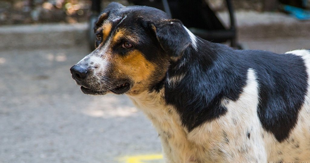 В Челябинске запустили чат-бот по сбору заявок на отлов бездомных собак