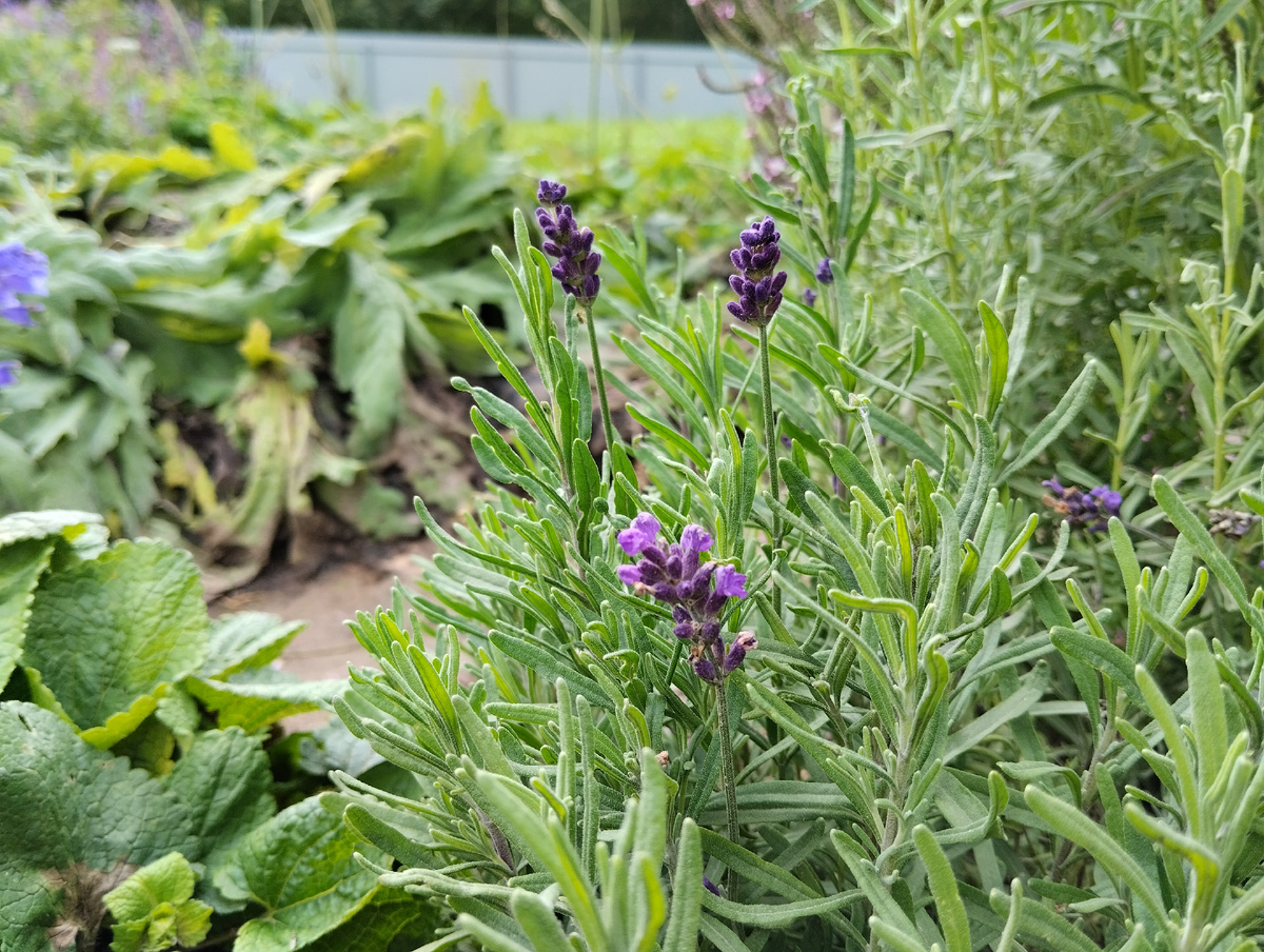 Лаванда узколистная "Французский букет"