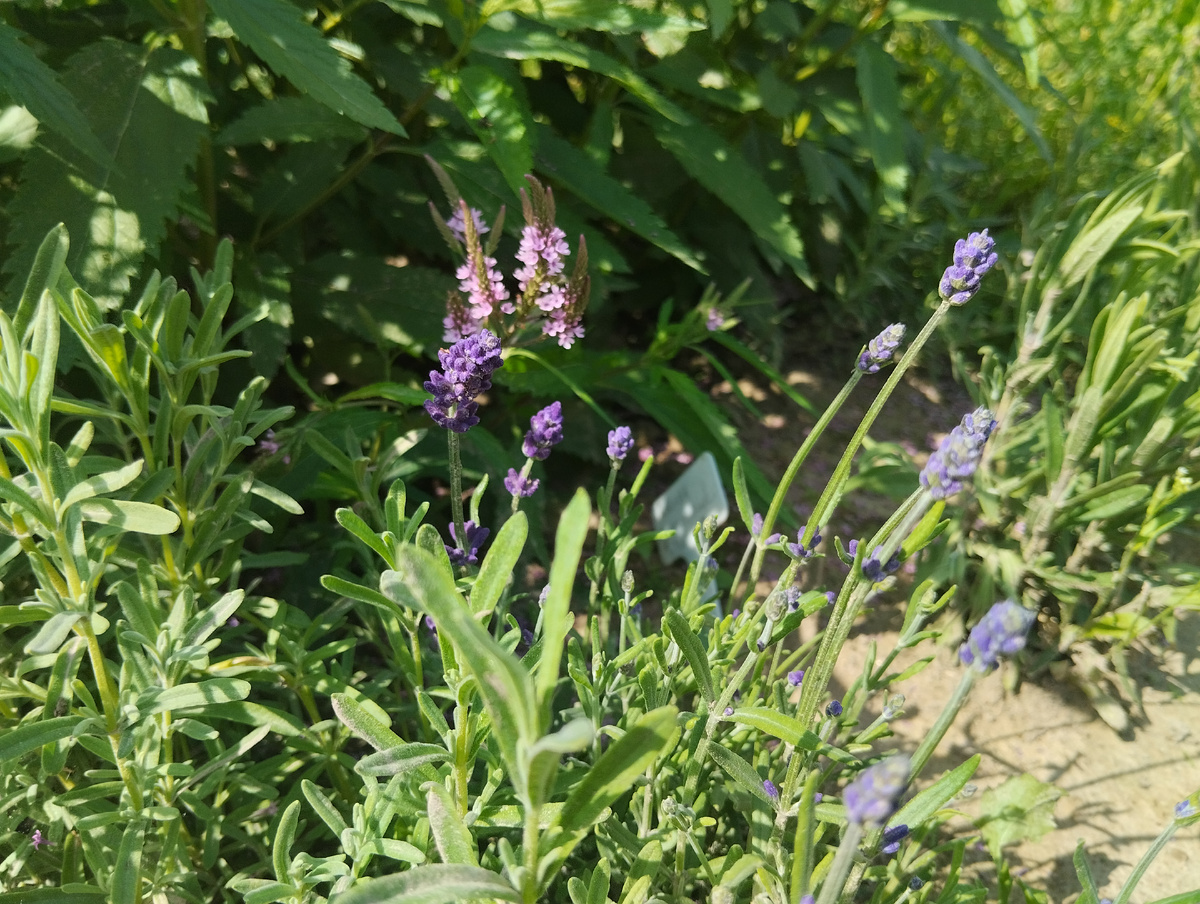 Лаванда Бандера 'Deep Purple'