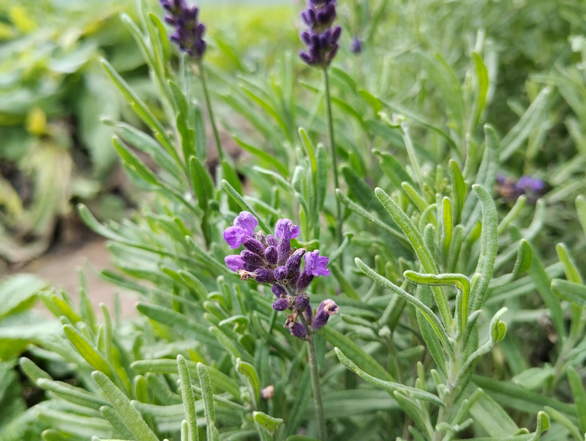 "Французский букет"