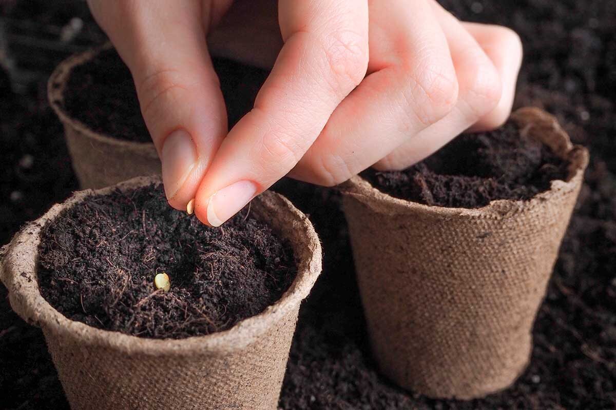 Плотность посева семян перца: сажать по одному или по два семени