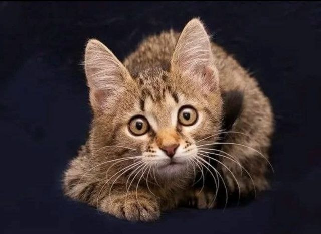 Москва и МО