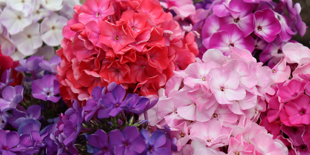 Секреты длительного цветения флоксов: универсальные советы для любого сорта