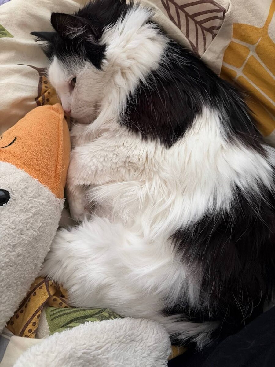 Наша радость. Это Лизонька у Ксюши отдыхает. 