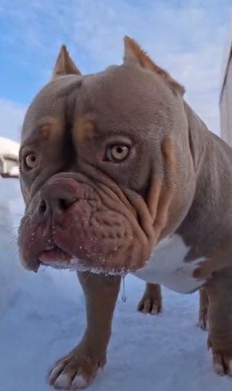 Довольная булли Лейла, которая пережевала сугроб, но так и не встретила обещанный гастрит