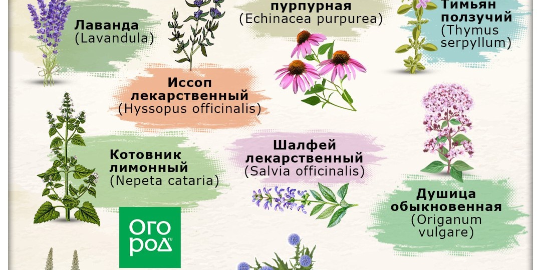 Привлечь полезных крылатых гостей на свой участок поможет посадка "правильных" растений 😎 Или у вас уже растут