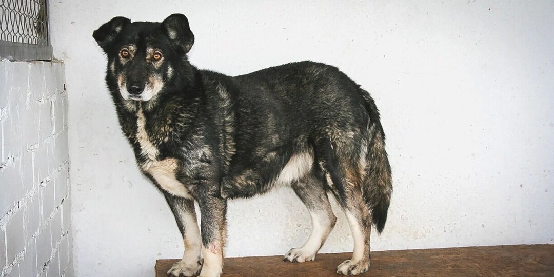 Две недели на сборы: скандальный приют в Перми выселяют из муниципального здания